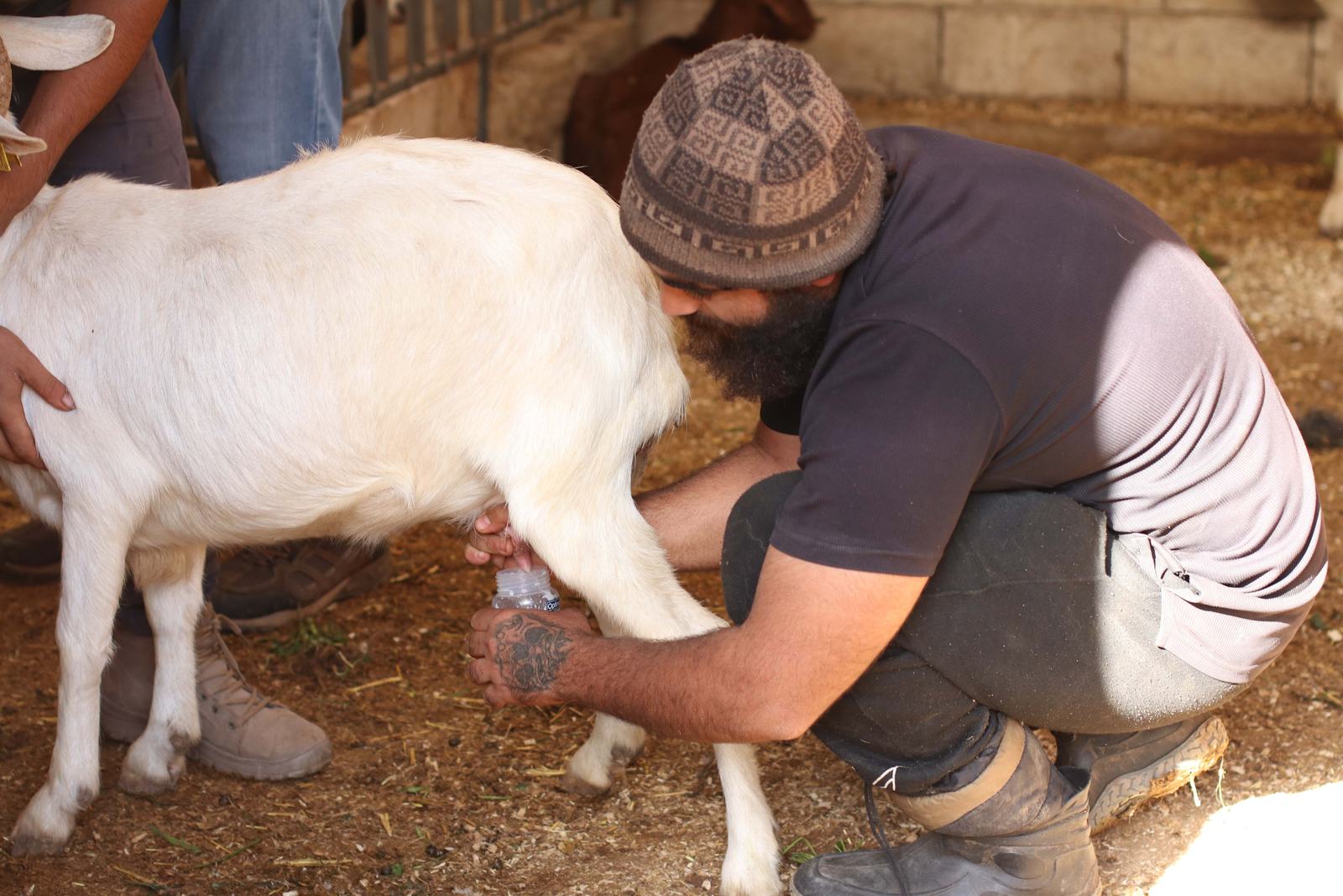 Milking a goat during a hands-on farm workshop