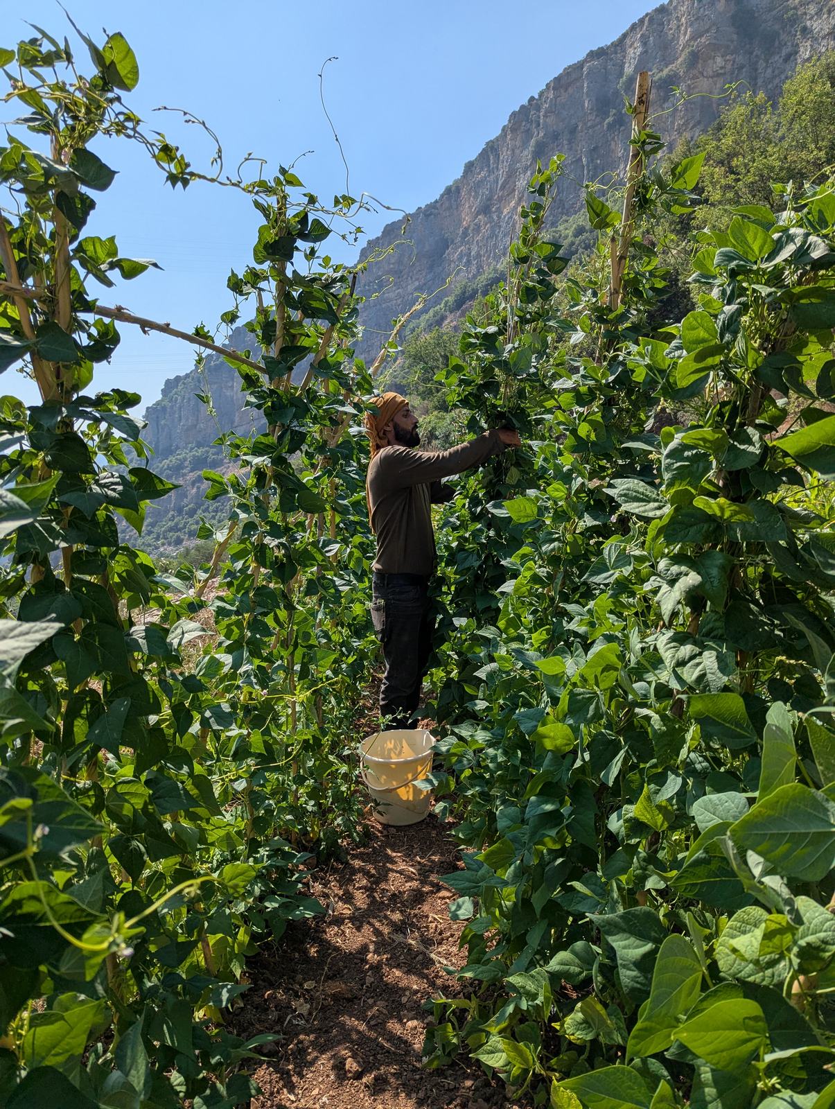 A farmer harvesting between tall green plants