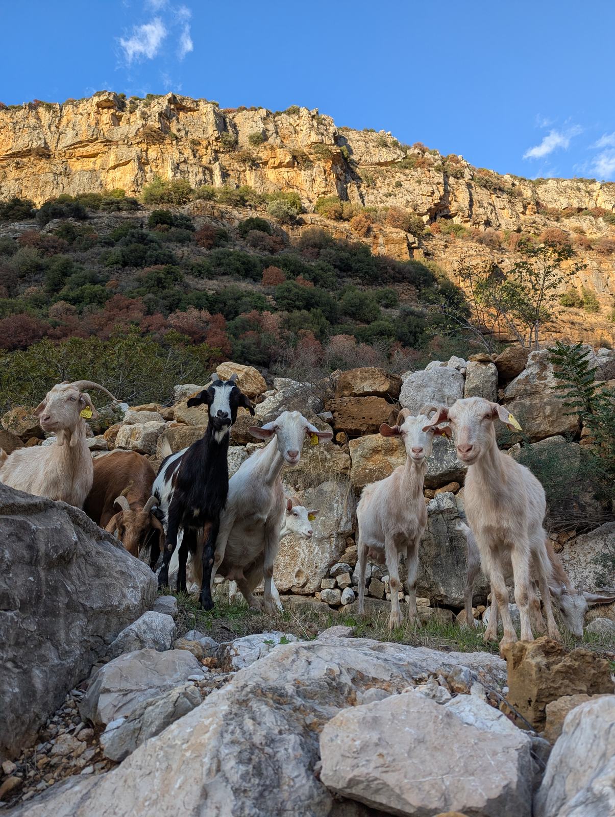 Goats standing in rocky mountain land at Sannour Farm