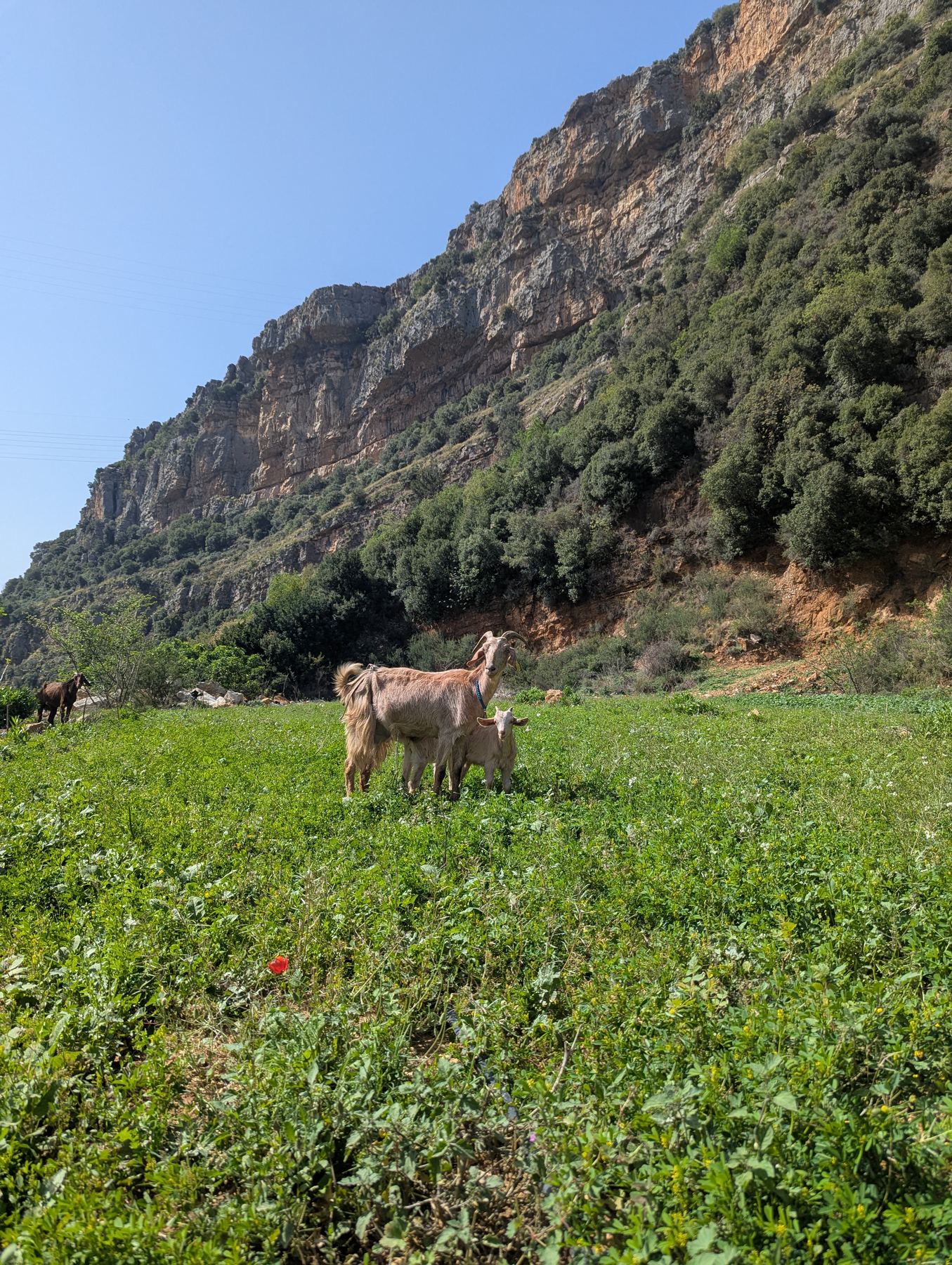 Farm animals at Sannour