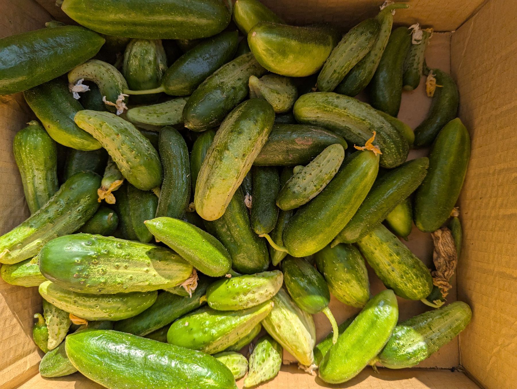 A basket of fresh Sannour produce