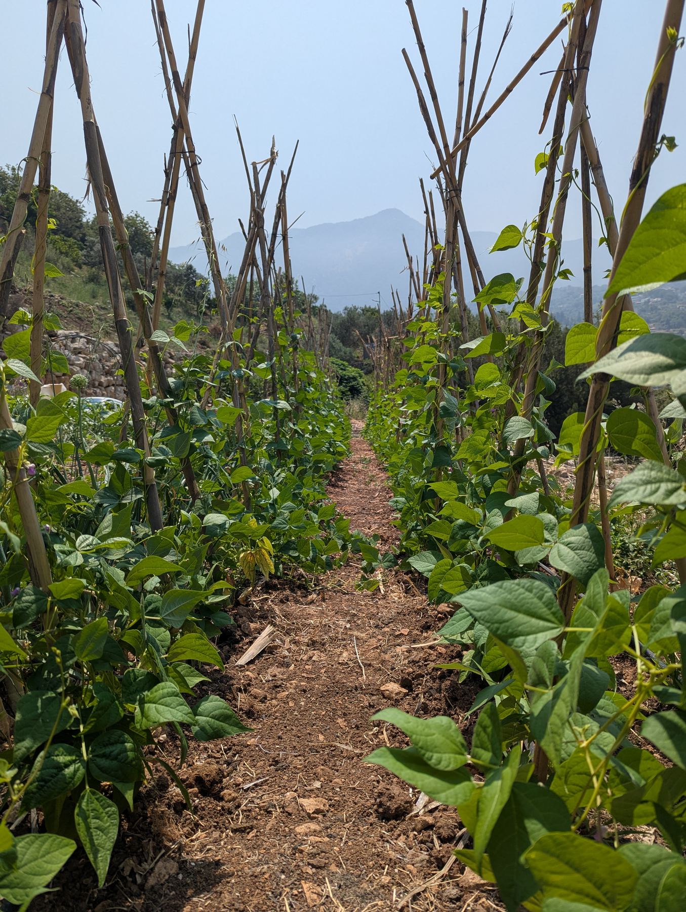 Green crops growing on Sannour's terraces